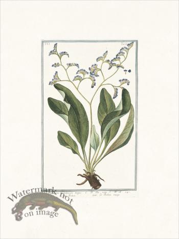 Bonelli 538 Sea lavender